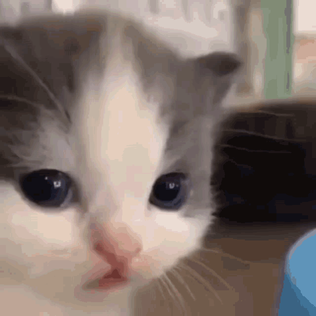 softnte-confused-cat.gif