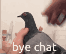 Pigeon Bye Chat GIF - Pigeon Bye Chat Head GIFs