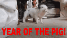 Year Of The Pig Chinese New Year GIF - Year Of The Pig Chinese New Year Lunar GIFs