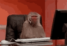 Monkey Typing GIF - Monkey Typing Customer Service GIFs