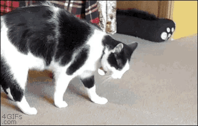 Rollypolly Cat GIF - Rollypolly Cat Love - Discover &amp; Share GIFs