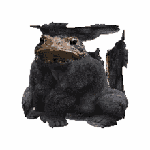 3d gif maker frog frogs funny meme