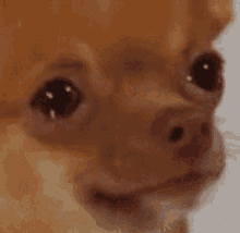 Dog Crying Meme GIF - Dog Crying Meme GIFs