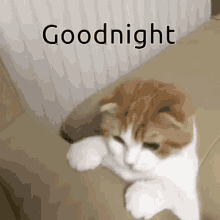 sleep good night cat