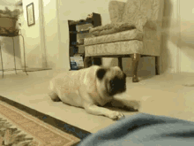 pug roll tricks obey floor