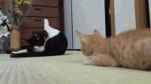 cat boop