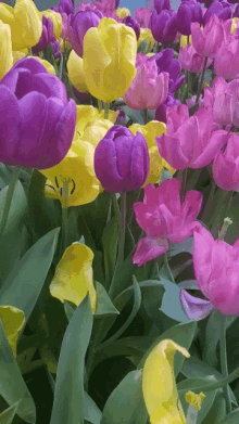 Spring Flowers GIF - Spring Flowers Natural Beauty GIFs