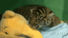 tiger cub sleeping adorable