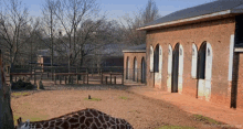 hi hello giraffe animals zoo