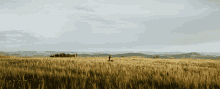 pinocchio field