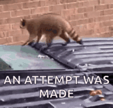 funny animals fail racoon jump