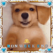 Bon Weekend Doggo GIF - Bon Weekend Doggo Dog GIFs