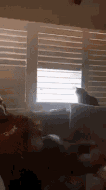 cats-blinds.gif