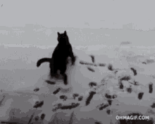 Cat Playing GIF - Cat Playing Snow GIFs