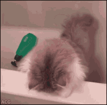 What The Shocked GIF - What The Shocked Cat GIFs