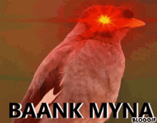 myna dank bird triggered india