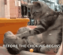 Addorablecats Choking GIF - Addorablecats Cats Choking GIFs