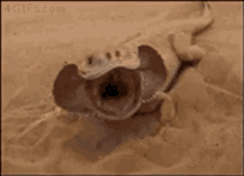 Sand Lizard GIF - Sand Lizard Burrow GIFs
