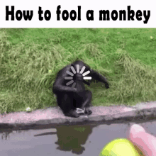 Monkey How To Fool A Monkey GIF - Monkey How To Fool A Monkey Monkey Trick GIFs