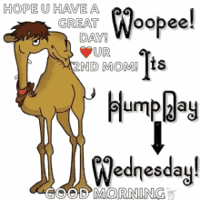 Wednesday Hump Day GIF - Wednesday Hump Day Good Morning GIFs