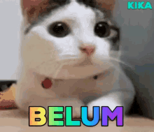 Belum Belom GIF - Belum Belom Kucing GIFs