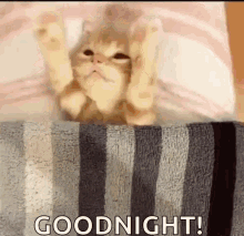 Goodnight Siesta GIF - Goodnight Siesta Cat GIFs