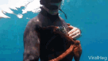 clingy octopus friendly octopus sea life undersea viral hog