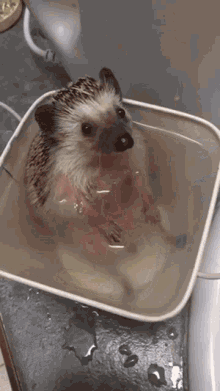 Bath Time Tippy Tapping GIF - Bath Time Tippy Tapping Hedgehog GIFs
