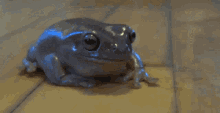 Frog Like GIF - Frog Like Seriously GIFs