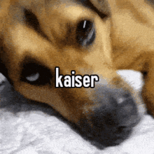 Kaiser Dog GIF - Kaiser Dog Chillychipps GIFs
