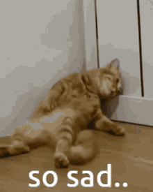 Super Sad Cat Sits In Corner GIF - Super Sad Cat Sits In Corner GIFs