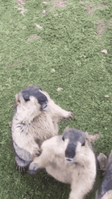 Marmot Pushing GIF - Marmot Pushing Bro GIFs