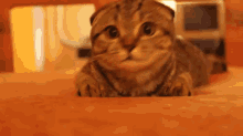 If They'Re Looking For Me, I'M Not Here. GIF - Cat Scared Shy GIFs