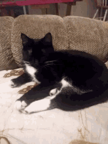 Pissy Kitty GIF - Pissy Kitty Angry GIFs