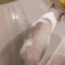 Tumamink Yoda GIF - Tumamink Yoda Cat GIFs
