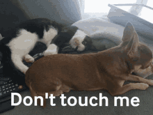 Dont Touch Me Cat GIF - Dont Touch Me Cat Dog GIFs