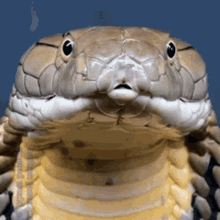Snake Cobra GIF - Snake Cobra Tongue GIFs