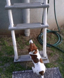 eva swimming climbing ladder dog