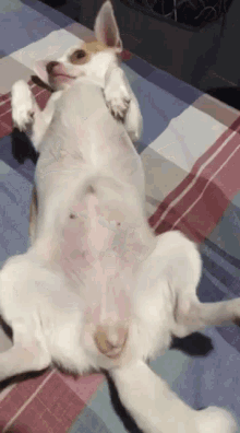 Dancing Dog Fat Dog GIF - Dancing Dog Fat Dog Cute Dog GIFs