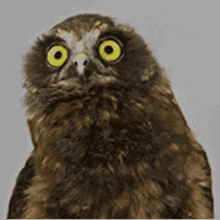 Owl Bob Owl Dance GIF - Owl Bob Owl Owl Dance GIFs