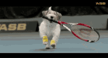 tennisdog