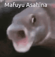 Mafuyu Mafuyu Asahina GIF - Mafuyu Mafuyu Asahina Fish GIFs