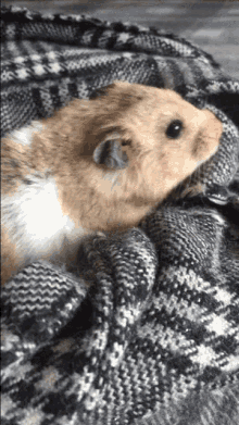 Hamster Cute GIF - Hamster Cute Sniffing GIFs