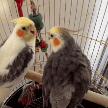 cockatiels birds kisses kusjes love