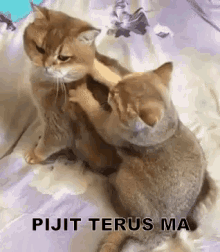 Pijit Terus Ma!! GIF - Pijit Terus Ma Kucing Lucu Kucing Lucu Banget GIFs