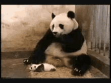 Panda Sneeze GIF - Panda Sneeze Baby GIFs
