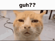 Guh Cat GIF - Guh Cat Stoned GIFs