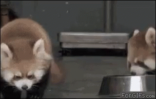 Cute Baby Gif Cute Baby Red Panda Discover Share Gifs