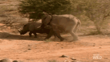 chasing elephant vs rhino animal fight night world rhino day running away escaping