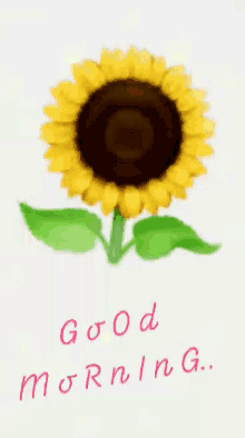 Good Morning Sunflower GIF - Good Morning Sunflower Nature GIFs